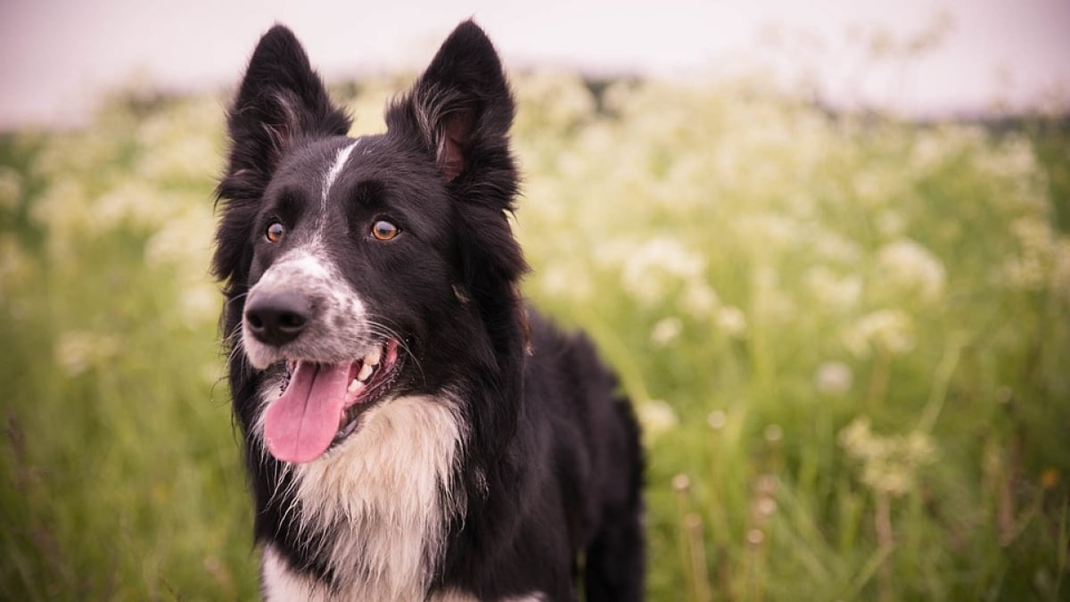 Développement chez le chien - Animal Psy