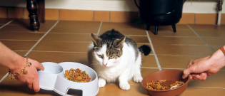 Illustration : "Comment varier et proposer une alimentation équilibrée pour son chat ?"