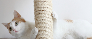 Illustration : "Choisir un griffoir pour son chat"