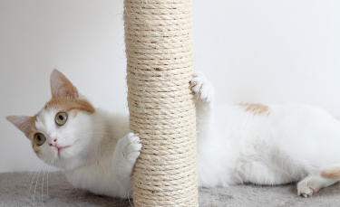 Illustration : "Choisir un griffoir pour son chat"