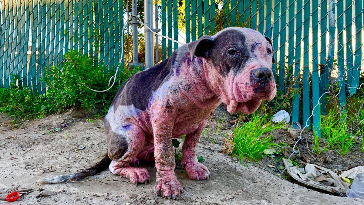 Illustration : "Une association prend en charge un chien retrouvé couvert de peinture, les plaies béantes"