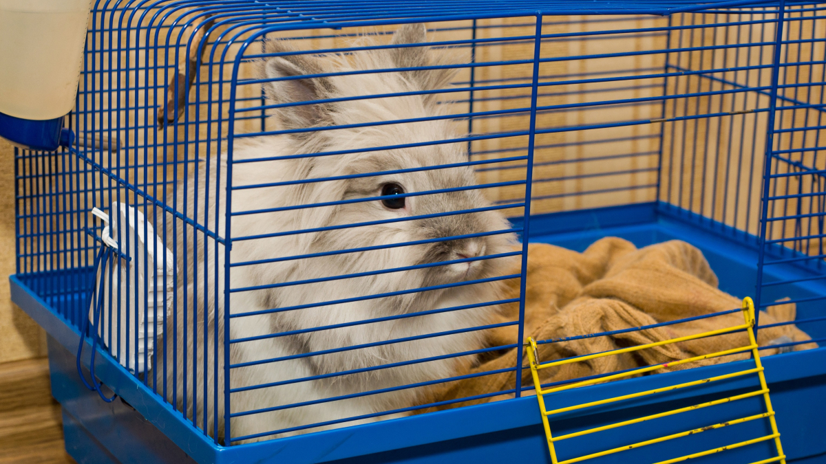 Illustration : "Nettoyer la cage du lapin"