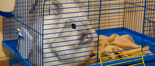 Illustration : "Nettoyer la cage du lapin"