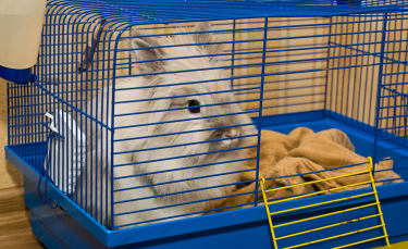 Illustration : "Nettoyer la cage du lapin"