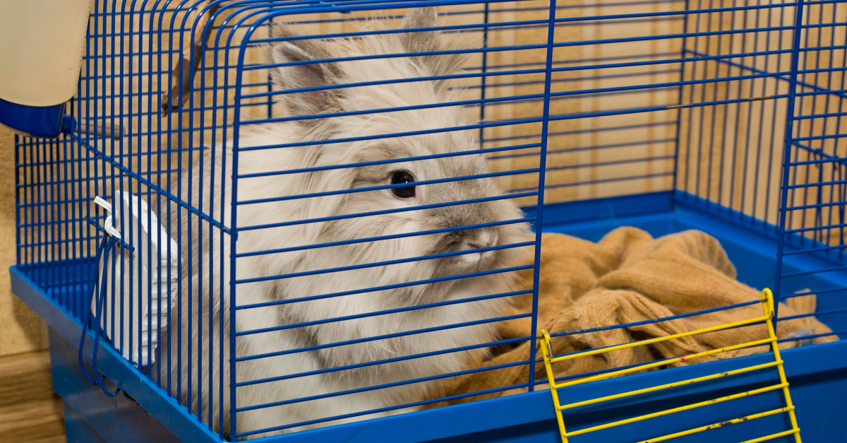 Choisir le meilleur enclos pour lapin : test, avis et comparatif