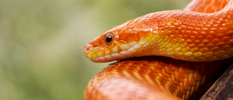 Illustration : "L'hivernation chez le serpent"