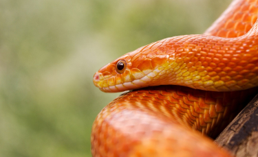 Illustration : "L'hivernation chez le serpent"