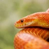 Illustration : L'hivernation chez le serpent