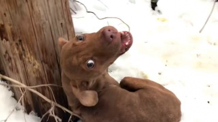 Illustration : Attaché à un poteau, ce chien pleurait dans la neige, attendant que quelqu'un le sauve