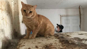 Illustration : 35 chats sauvés d'une maison délabrée. Leur maîtresse victime d'une crise cardiaque !