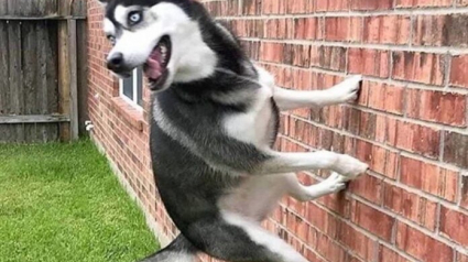 Illustration : 10 photos qui montrent pourquoi nous avons besoin des chiens et des chats dans nos vies