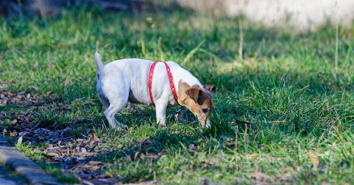 Pourquoi mon chien enterre ses os ?