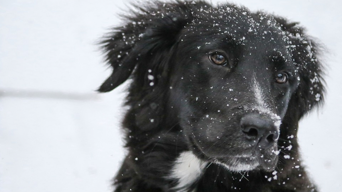 Illustration : "Sel de déneigement et antigel : un poison pour votre chien ?"