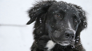 Illustration : Sel de déneigement et antigel : un poison pour votre chien ?