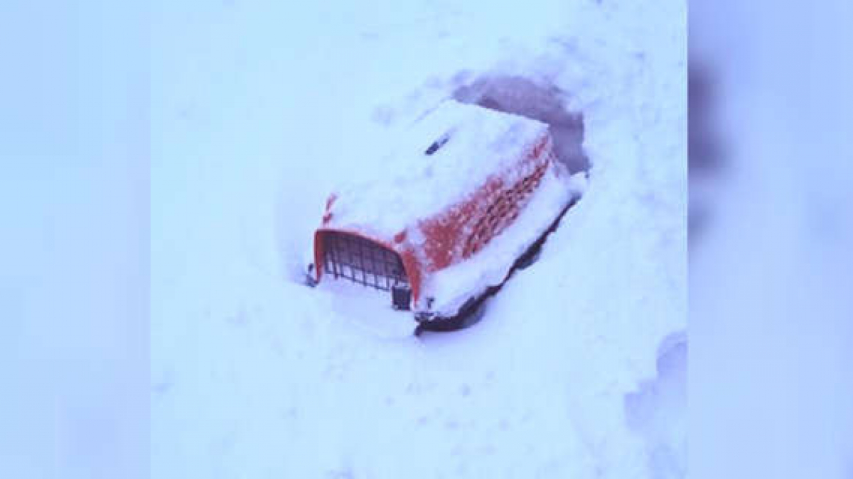 Illustration : "Une chatte retrouvée dans une caisse de transport perdue au milieu de la neige"