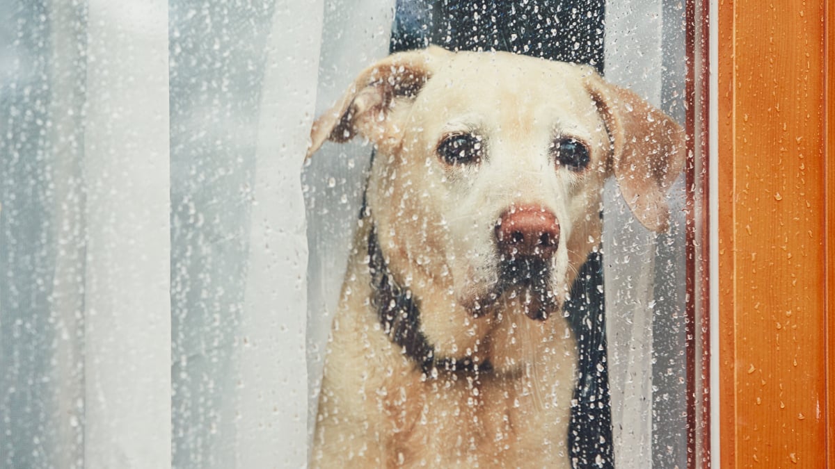 Illustration : "Apprendre à son chien à rester seul"