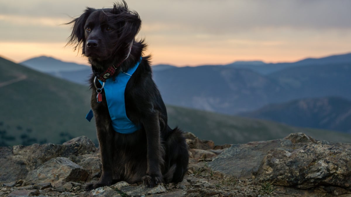 Comment mettre un harnais pour chien ? Que savoir ?