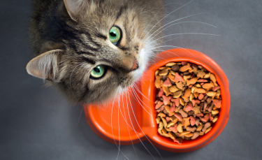 Illustration : "Nourrir son chat d'intérieur"