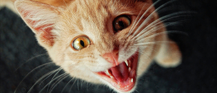 Illustration : "Mon chat me réveille la nuit, que faire ?"
