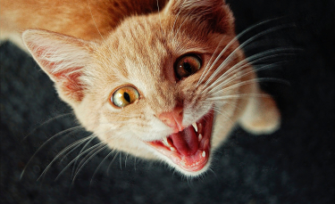 Illustration : "Mon chat me réveille la nuit, que faire ?"