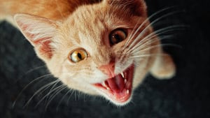 Illustration : Mon chat me réveille la nuit, que faire ?
