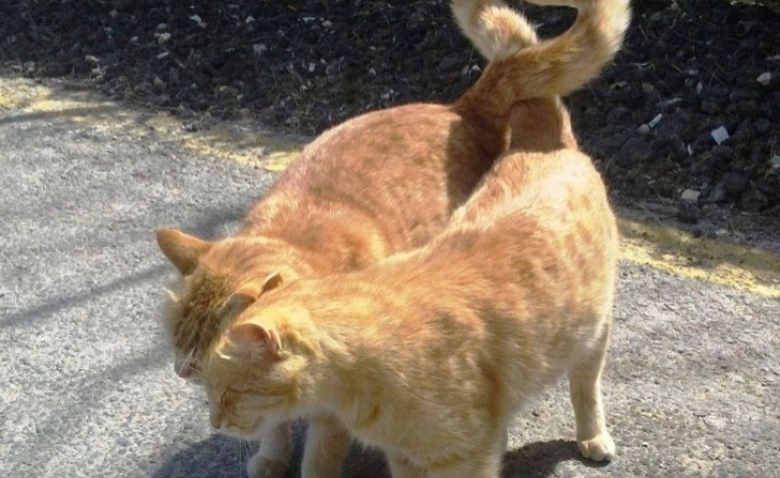 17 Photos De Couples De Chats Prouvant Que La Tendresse N Est Pas Un Vain Mot Chez Eux 17 Photos De Couples De Chats Prouvant Que La Tendresse N Est Pas Un Vain Mot Chez Eux