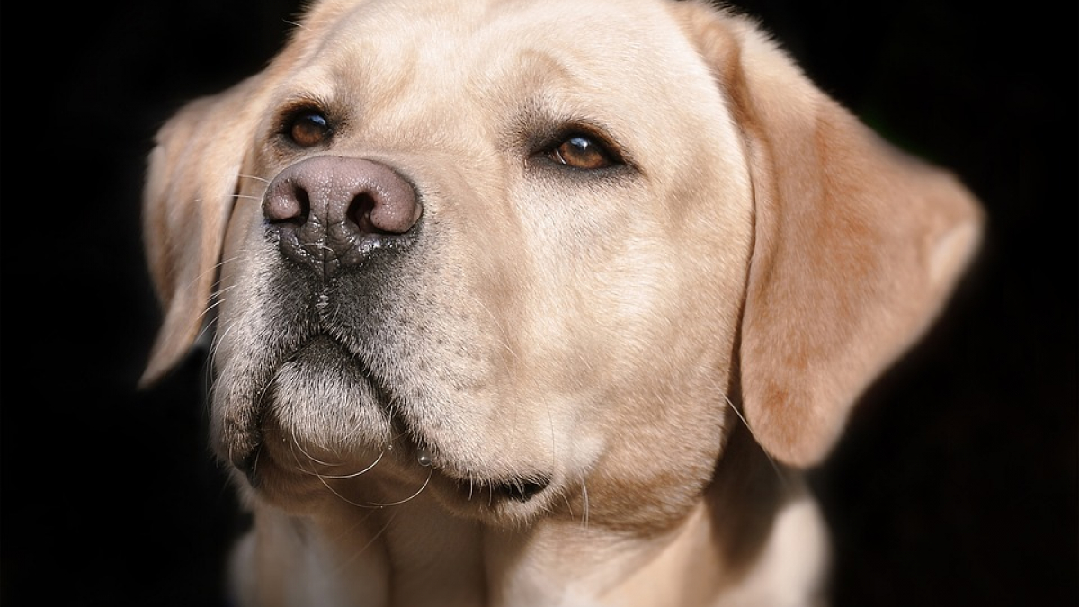 Illustration : "Dans ce lycée, l'équipe pédagogie compte un chien parmi ses membres"