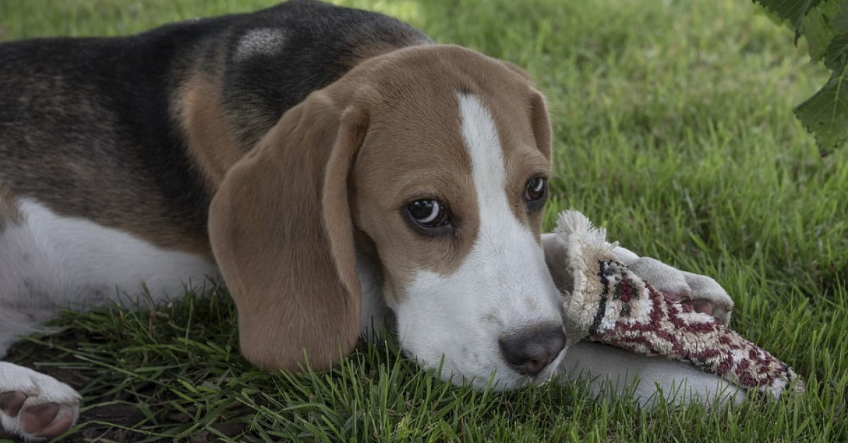Récupérés par la SPA, ces 4 chiens de laboratoire n'ont