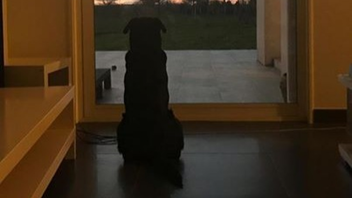 Illustration : "L'émouvante photo du chien d'Emiliano Sala, attendant son retour"