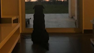 Illustration : L'émouvante photo du chien d'Emiliano Sala, attendant son retour