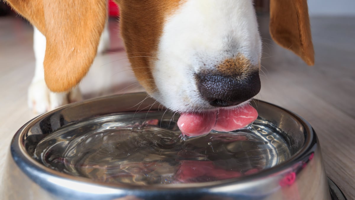 Illustration : "Les besoins en eau du chien"