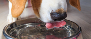 Illustration : "Les besoins en eau du chien"