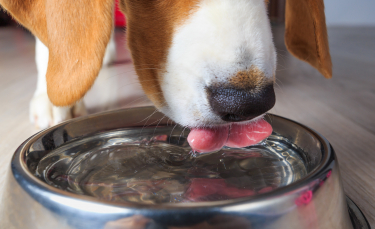 Illustration : "Les besoins en eau du chien"