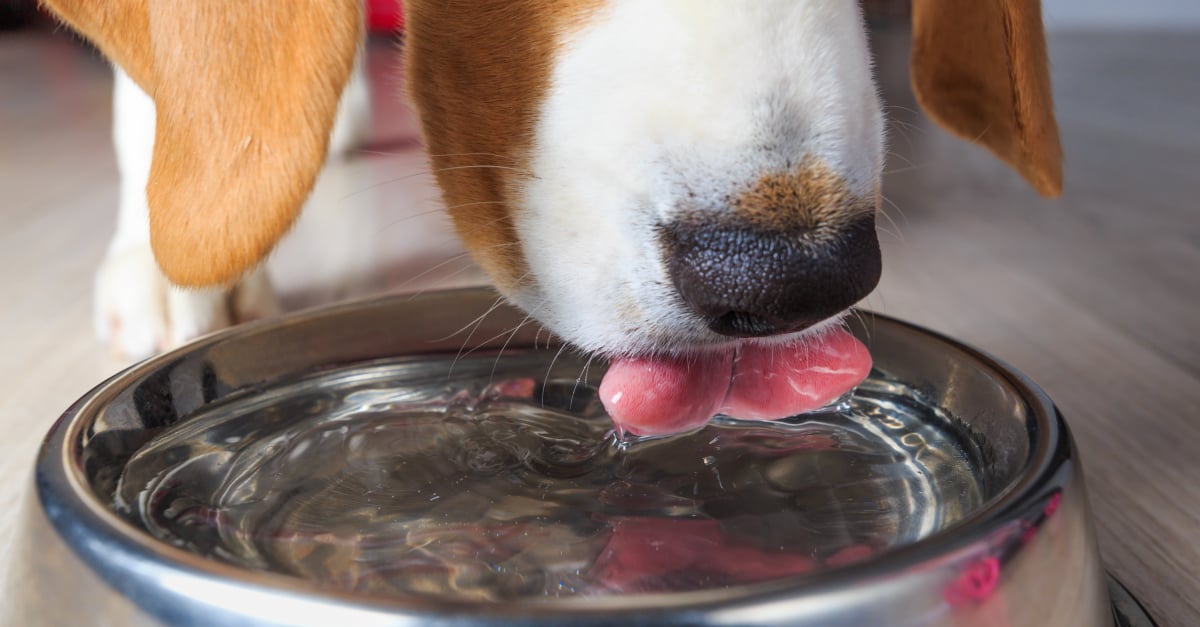 Quelle gourde pour chien choisir ?, Guide d'achat