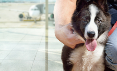 Illustration : "Comment voyager avec son chien en avion ?"