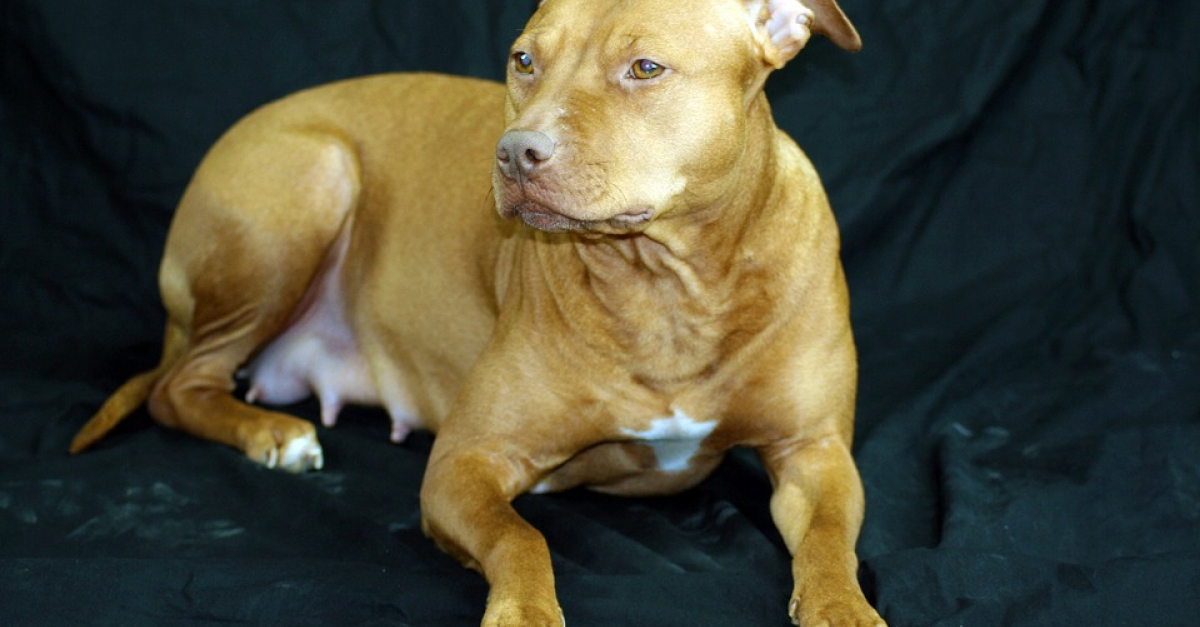 Traîné à l’arrière d’une voiture, un chien reçoit 500 points de suture