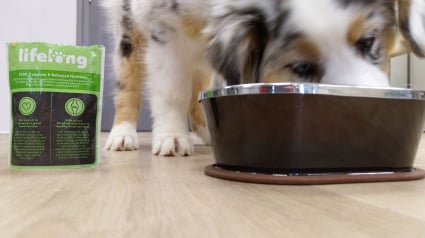 Illustration : Amazon inaugure Lifelong sa nouvelle marque d'alimentation pour animaux de compagnie