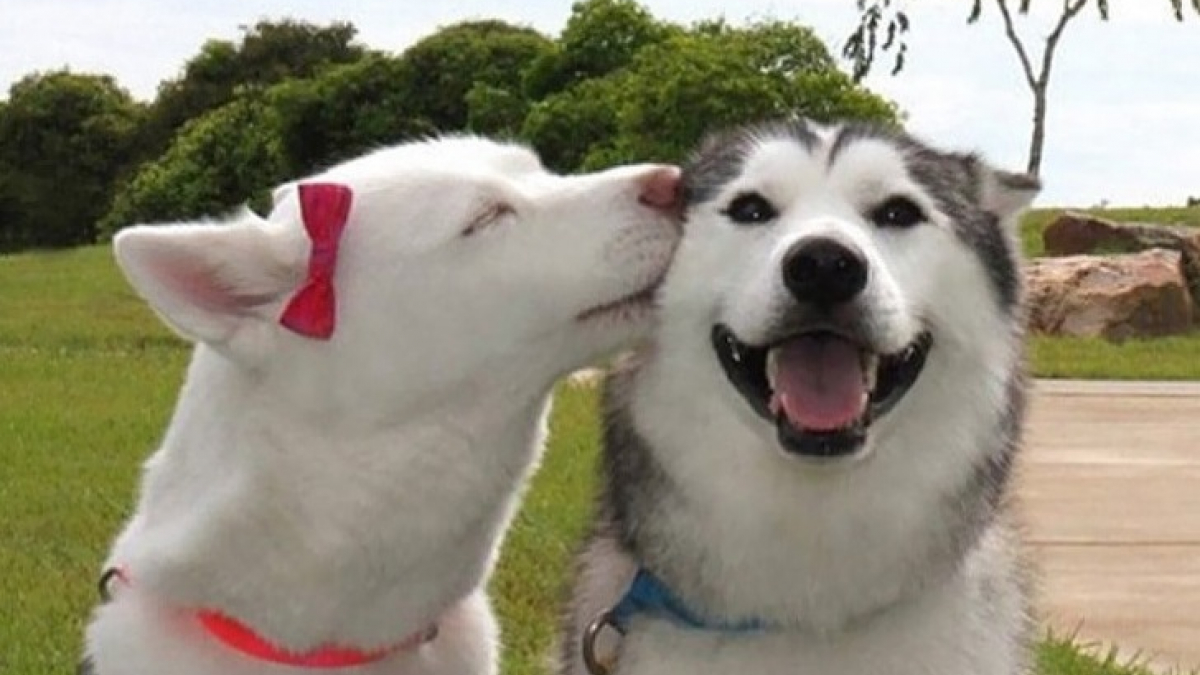 Illustration : "16 photos de chiens et chats qui savent fêter la Saint-Valentin comme il se doit"