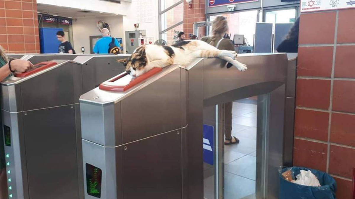 Illustration : "(Vidéo) Dans cette gare, ce chat est le meilleur des contrôleurs ! "