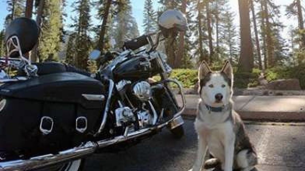 Illustration : "(Vidéo) Avec son Husky, ce motard parcourt les Etats-Unis de long en large !"