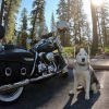 Illustration : (Vid&eacute;o) Avec son Husky, ce motard parcourt les Etats-Unis de long en large !