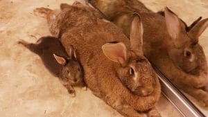 Illustration : "4 fois plus grosse que son partenaire, ces deux lapins forment les Roméo et Juliette des temps modernes"
