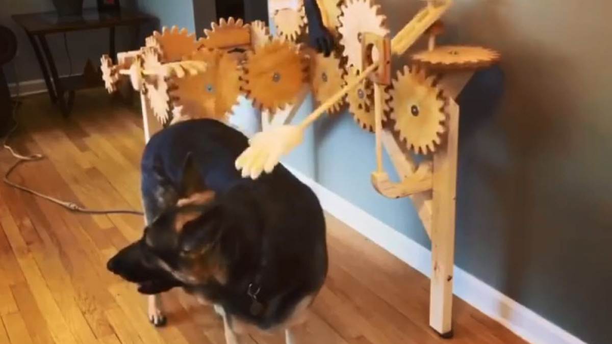 Illustration : "Pour le plaisir des chiens, il créé une machine à caresses ! (Vidéo)"