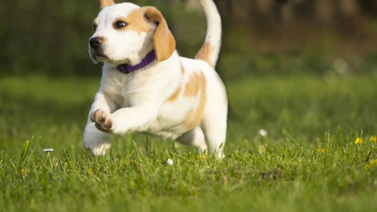 Illustration : "Apprendre à son chien à réclamer pour faire ses besoins dehors"