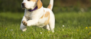 Illustration : "Apprendre à son chien à réclamer pour faire ses besoins dehors"