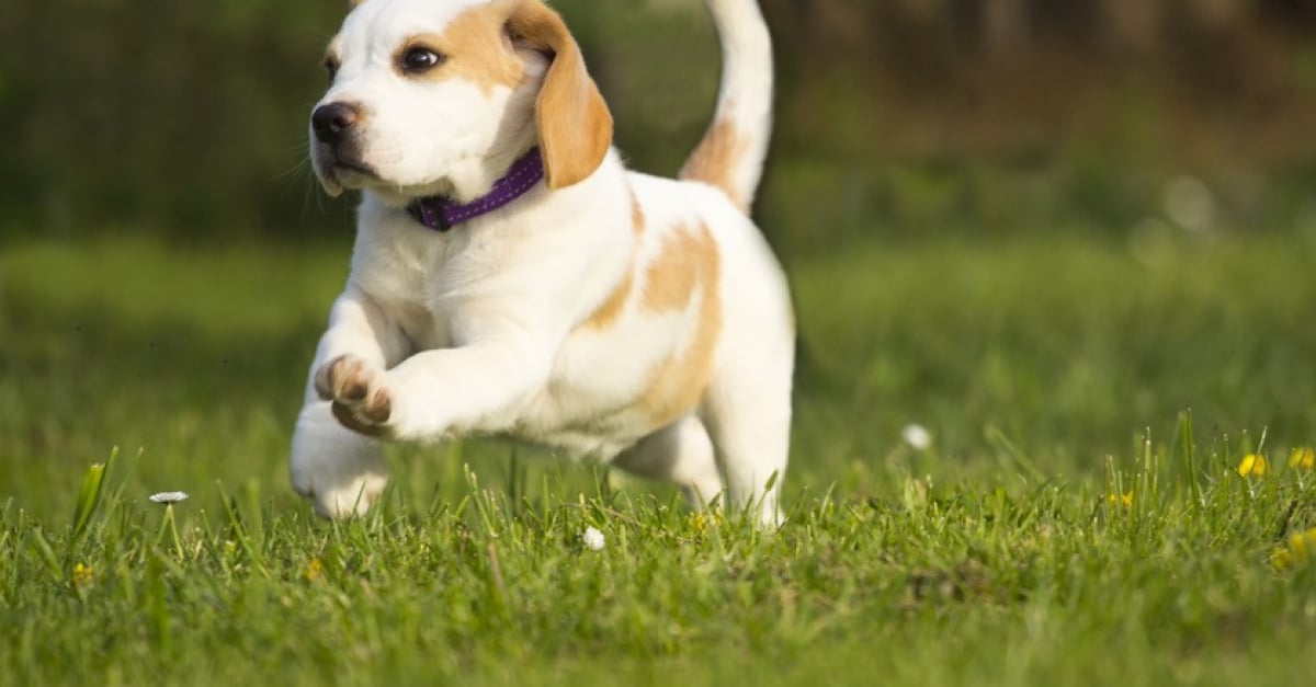 Interdit aux chiens de faire leurs besoins à cet endroit