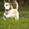 Illustration : Apprendre &agrave; son chien &agrave; r&eacute;clamer pour faire ses besoins dehors