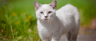 Illustration : "Adopter un chat adulte"