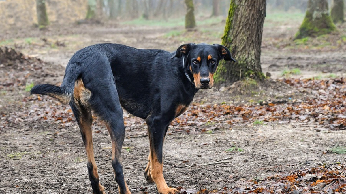 Illustration : "Peine de prison ferme pour avoir tué son chien d’une balle dans la tête"