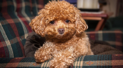 Illustration : 21 photos qui prouvent que le Caniche est un chien d'exception